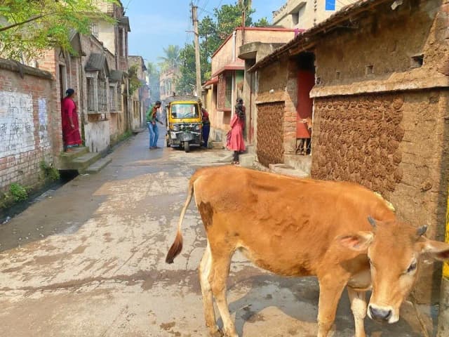 Матияри, Маяпур